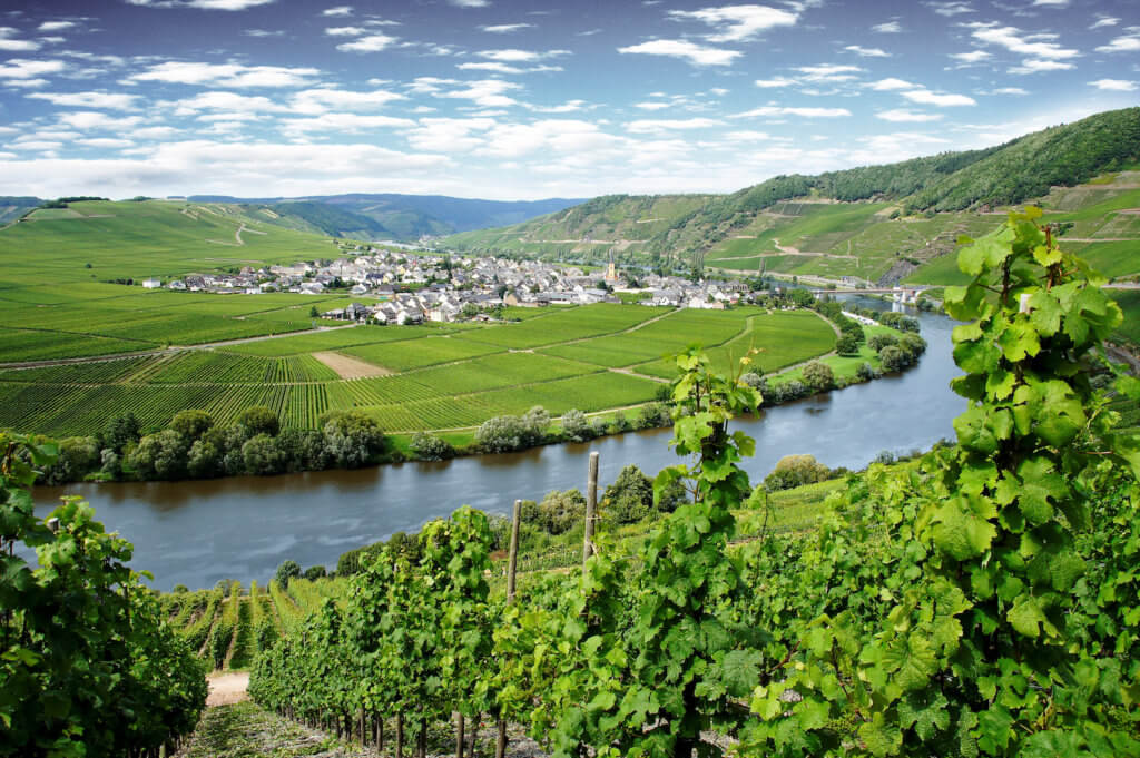 Bild von der Mosel und Weinreben